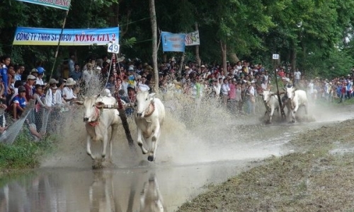 An Giang: Tưng bừng hội đua bò Bảy Núi nhân dịp đón lễ Sene Dolta